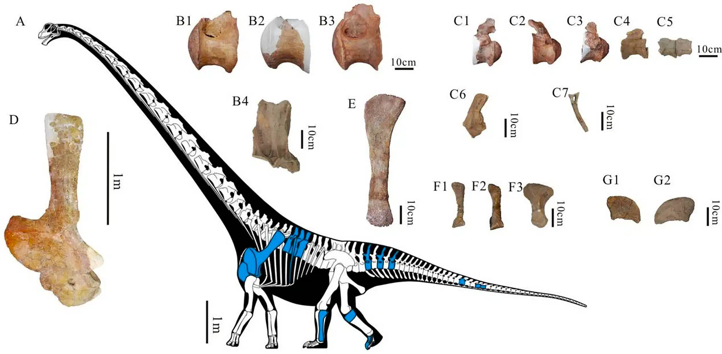 Fossil-remains-of-Tongnanlong-zhimingi-scaled.jpg